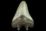 3.38" Fossil Megalodon Tooth - North Carolina - #131606-2
